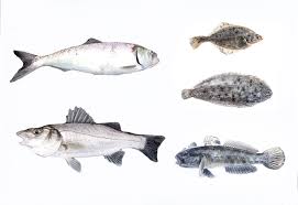 Image result for vissen