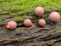 Attēlu rezultāti vaicājumam “Lycogala confusum spores”