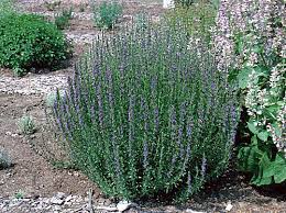 Attēlu rezultāti vaicājumam “Hyssopus officinalis”