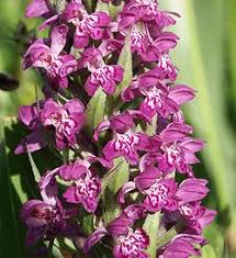 Attēlu rezultāti vaicājumam “Dactylorhiza majalis subsp. baltica bud”