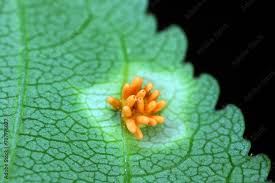 Attēlu rezultāti vaicājumam “Puccinia coronata”