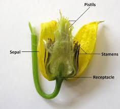 Attēlu rezultāti vaicājumam “Ranunculaceae”