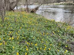 Attēlu rezultāti vaicājumam “Ficaria verna flower”