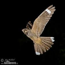 Attēlu rezultāti vaicājumam “Caprimulgus europaeus”