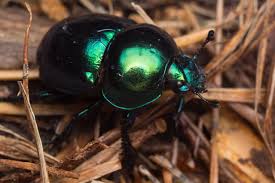 Attēlu rezultāti vaicājumam “Trypocopris vernalis”