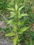 <b>Chenopodium ambrosioides</b>