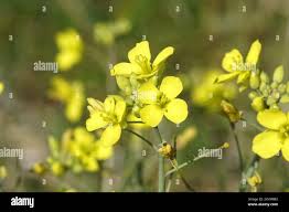 Attēlu rezultāti vaicājumam “Diplotaxis tenuifolia”
