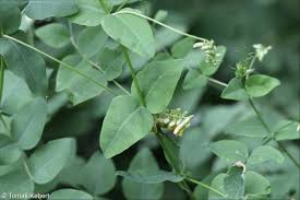 Attēlu rezultāti vaicājumam “Vicia pisiformis”