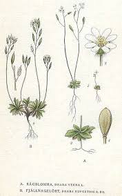 Attēlu rezultāti vaicājumam “Erophila verna”