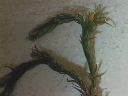 Attēlu rezultāti vaicājumam “Orthotrichum lyellii”