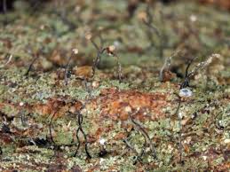 Attēlu rezultāti vaicājumam “Chaenotheca gracilenta”