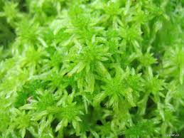 Attēlu rezultāti vaicājumam “Breidleria pratensis”