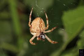 Attēlu rezultāti vaicājumam “Araneus diadematus”
