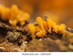 Attēlu rezultāti vaicājumam “Hemitrichia calyculata young”