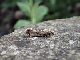 Attēlu rezultāti vaicājumam “Morophaga choragella”