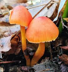 Attēlu rezultāti vaicājumam “Mucronella”