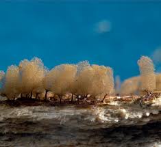 Attēlu rezultāti vaicājumam “Arcyria minuta macro”