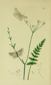 Attēlu rezultāti vaicājumam “Siona lineata”