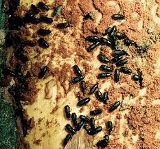 Attēlu rezultāti vaicājumam “Hylastes sp.”