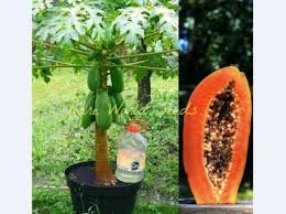 Image result for Carica papaya