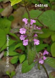 Attēlu rezultāti vaicājumam “Clinopodium vulgare”