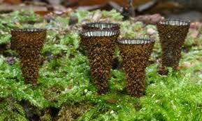 Attēlu rezultāti vaicājumam “Cyathus striatus”