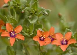 Image result for Anagallis arvensis