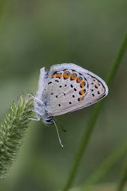 Attēlu rezultāti vaicājumam “Plebejus idas underside”