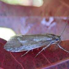 Attēlu rezultāti vaicājumam “Diurnea lipsiella”