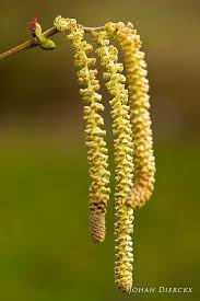 Attēlu rezultāti vaicājumam “Corylus avellana female flower”