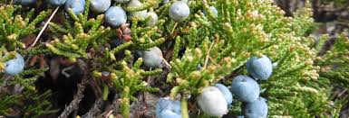 Attēlu rezultāti vaicājumam “Juniperus sabina”