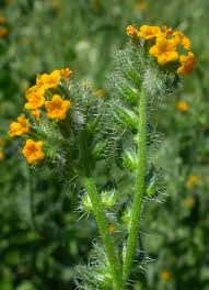 Attēlu rezultāti vaicājumam “Lycogala persicum sessile”