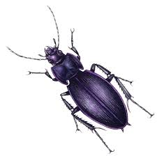 Attēlu rezultāti vaicājumam “Carabus violaceus”