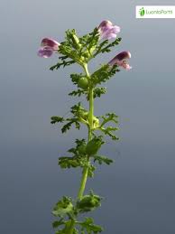 Attēlu rezultāti vaicājumam “Pedicularis palustris subsp. opsiantha”