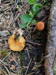 Attēlu rezultāti vaicājumam “Gymnopilus picreus”