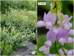 Attēlu rezultāti vaicājumam “Galega orientalis fruit”