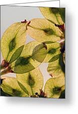 Attēlu rezultāti vaicājumam “Ulmus glabra fruit”