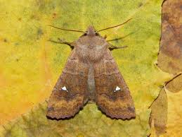 Attēlu rezultāti vaicājumam “Eupsilia transversa”