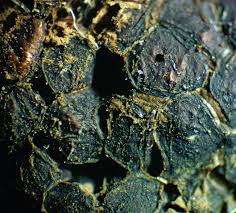 Attēlu rezultāti vaicājumam “Siphoptychium violaceum”