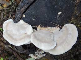 Attēlu rezultāti vaicājumam “Postia floriformis”