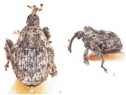 Attēlu rezultāti vaicājumam “Enteridium variabile macro”