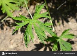 Attēlu rezultāti vaicājumam “Geranium pratense leaf”