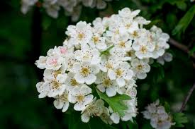 Attēlu rezultāti vaicājumam “Crataegus monogyna subsp. nordica”