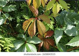 Attēlu rezultāti vaicājumam “Parthenocissus quinquefolia leaf”