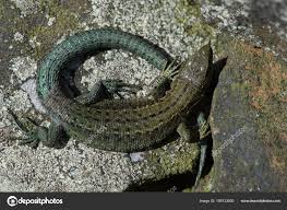 Attēlu rezultāti vaicājumam “Lacerta vivipara juvenile”