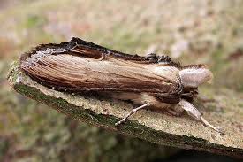 Attēlu rezultāti vaicājumam “Cucullia verbasci”