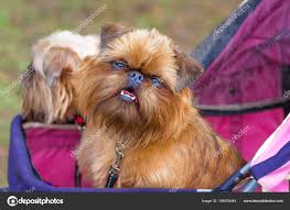 Image result for brüsseler giffon