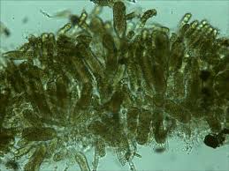 Attēlu rezultāti vaicājumam “Saelania glaucescens sporophyte”