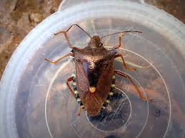 Attēlu rezultāti vaicājumam “Pentatoma rufipes”