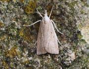 Attēlu rezultāti vaicājumam “Calamotropha paludella”